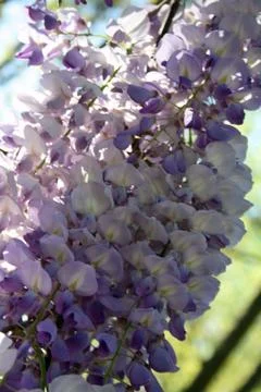 Lilacs Stock Photos