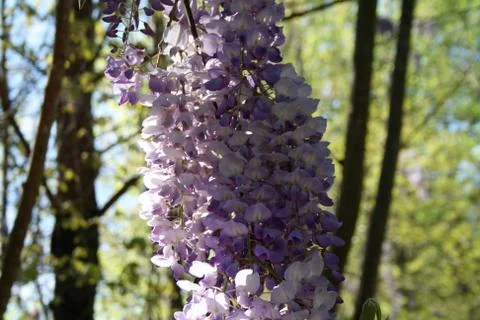 Lilacs Stock Photos