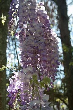 Lilacs Stock Photos
