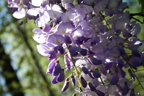 Lilacs Stock Photos