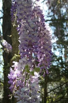 Lilacs Stock Photos