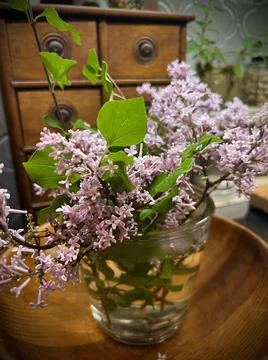 Lilacs Stock Photos