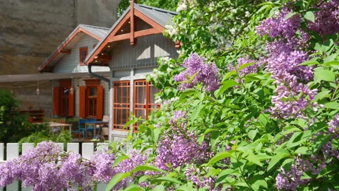 Lilacs, Riga, Latvia. Stock Footage 208402258