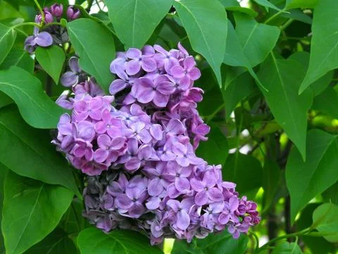 Lilacs (Single Bunch) Stock Photos