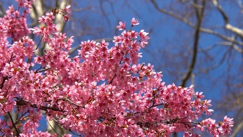 Lilacs in Spring Bloom Stockbeeldmateriaal 106965546