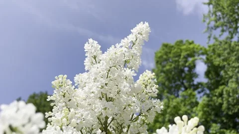 Lilacs in spring. Stock Footage 242458499