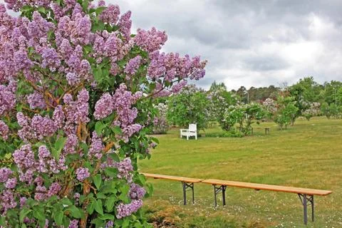 Lilacs in the spring Stock Photos