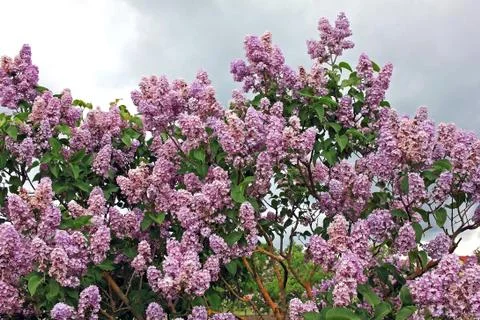 Lilacs in the spring Stock Photos