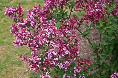 Lilacs in the spring Stock Photos