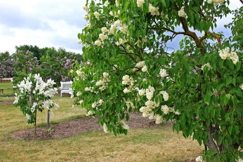 Lilacs in the spring Stock Photos
