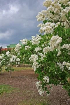 Lilacs in the spring Stock Photos