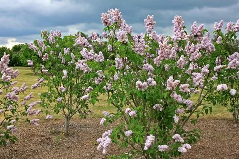 Lilacs in the spring Foto stock