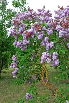 Lilacs in the spring Stock Photos