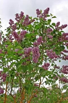 Lilacs in the spring Stock Photos