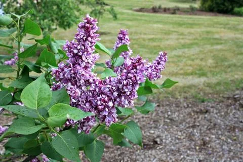 Lilacs in the spring Stock Photos