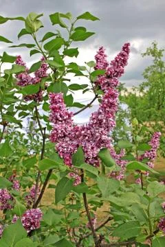 Lilacs in the spring Stock Photos
