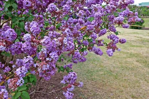Lilacs in the spring Stock Photos