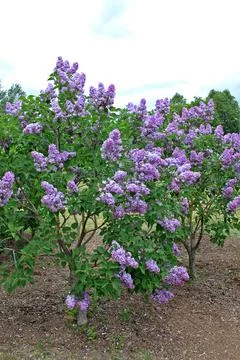 Lilacs in the spring Stock Photos