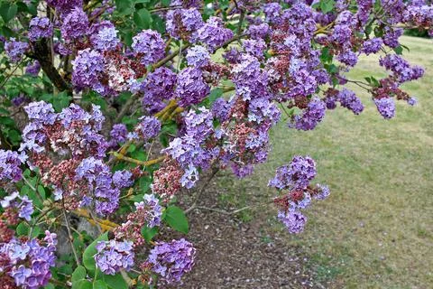 Lilacs in the spring Stock Photos