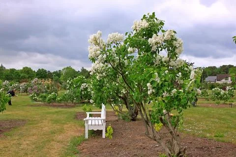 Lilacs in the spring Stock Photos