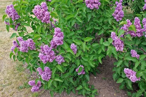 Lilacs in the spring Stock Photos