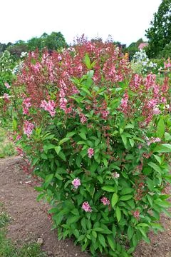 Lilacs in the spring Stock Photos