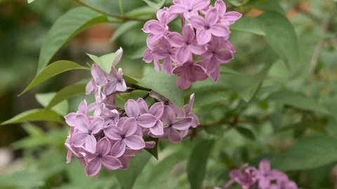 Lilacs swayed by the wind, close-up Stock Footage 129238006