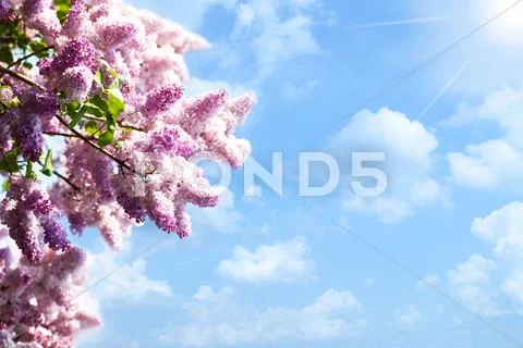 Lilacs tree against blue skies and sun, abstract backgrounds Stock Photos