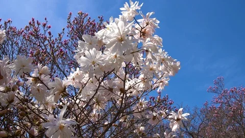 Lilacs Waving in the Wind Stockbeeldmateriaal 106965741