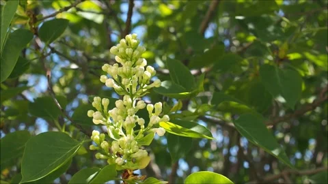 Lilacs in wind Stock-Footage 131869100