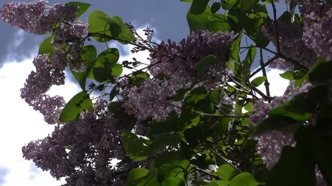 Lilacs10 Stock Footage 109305521