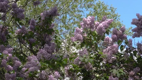 Lilacs11 Stock Footage 109305296