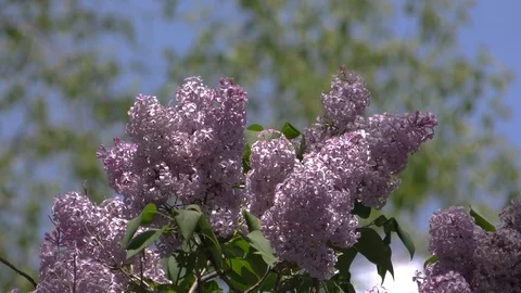 Lilacs12 Stock Footage 109305315