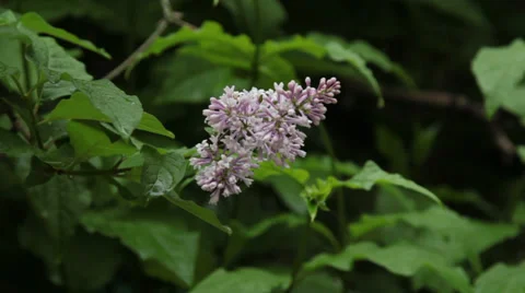 Liliac close up Stock Footage 27788672