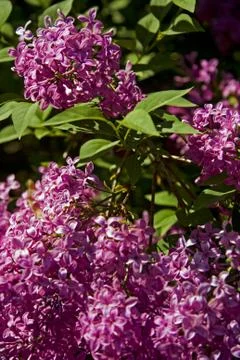 Liliac Stock Photos
