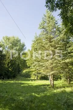 Liliental in sunny ambiance Stock Photos