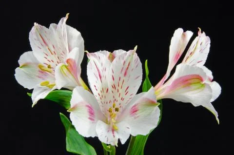Lilies on a black background Foto stock