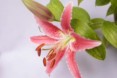 Lilies in bloom seen up close Stock Photos