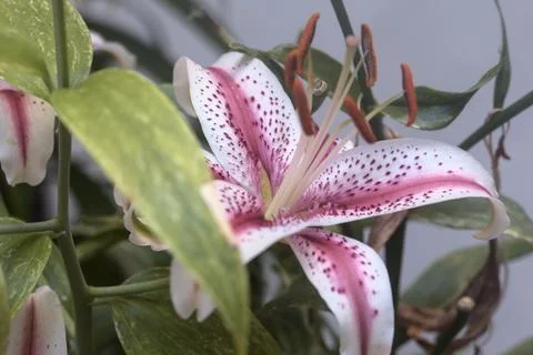 Lilies in bloom seen up close Stock Photos