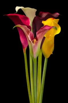 Lilies cala multicolor Stock Photos
