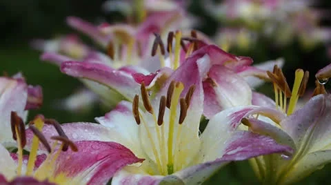 Lilies Vídeo Stock 25183127