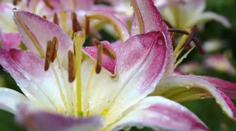 Lilies Video stock 25184462