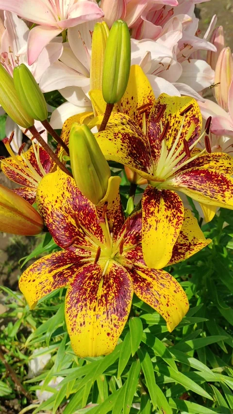 Lilies Stock Footage 278766459