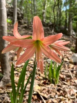 Lilies in the forest-1 写真素材