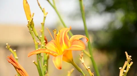 Lilies in a garden. Stock Footage 67244736