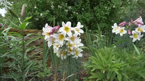 Lilies in the garden 库存影片 134356923