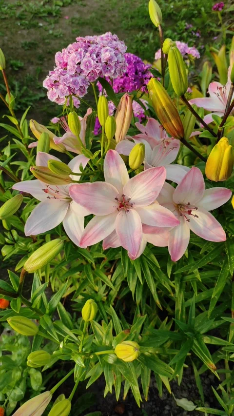 Lilies in the garden Stock Footage 338258674