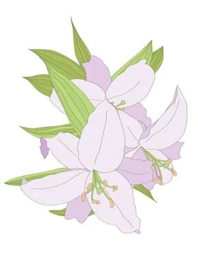 Lilies isolated on white background vector Stock Illustration