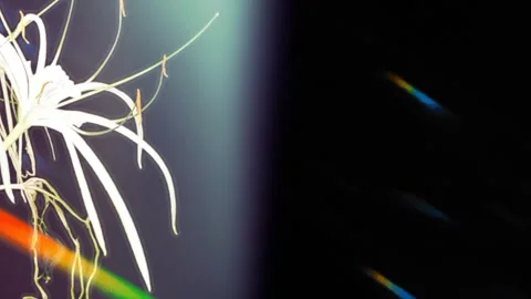 Lilies with light Video stock 260302375