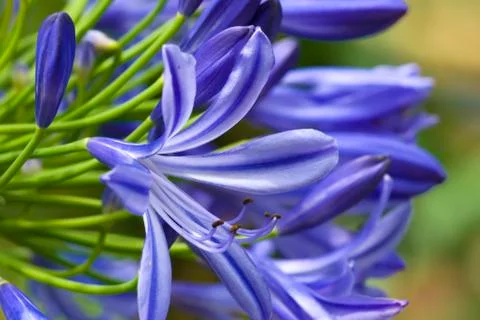 Lilies Stock Photos